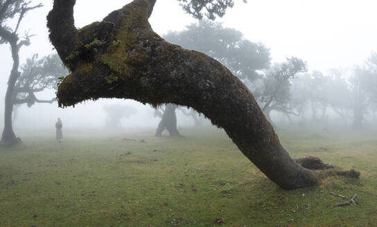 Picturesque view of Fanal forest green trees on grassy landscape of Madeira Island Portugal in morning time foggy weather against blurred blue sky in daylight - ADSF47663