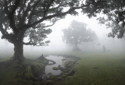 Picturesque view of Fanal forest green trees on grassy landscape of Madeira Island Portugal with reflecting creek water in foggy weather against blurred blue sky in daylight - ADSF47664