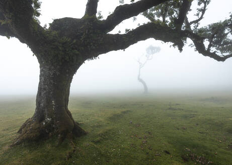 Picturesque view of Fanal forest green trees on grassy landscape of Madeira Island Portugal in morning time foggy weather against blurred blue sky in daylight - ADSF47665