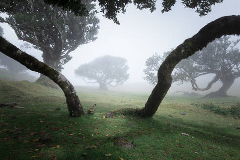 Picturesque view of Fanal forest green trees on grassy landscape of Madeira Island Portugal in morning time foggy weather against blurred blue sky in daylight - ADSF47666