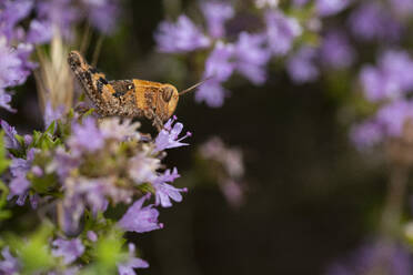 Soft focus of wild grasshopper with antennae on head sitting on thin purple flower in nature on summer day - ADSF47752