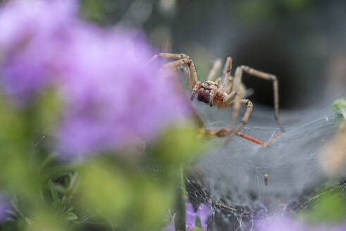 Soft focus of spider on purple flower in nature on summer day - ADSF47753