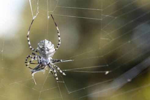 Closeup of tiger spider on green twig of grass in meadow in summer day - ADSF47754