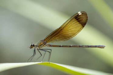 Side view closeup of swamp darner dragonfly Epiaeschna heros sitting on green leaf against blurred background - ADSF47755