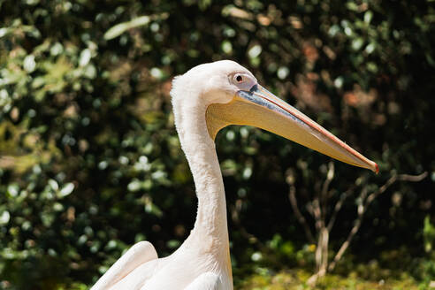 Closeup side view of great white pelican with long beak in zoo against blurred background during daytime - ADSF47758