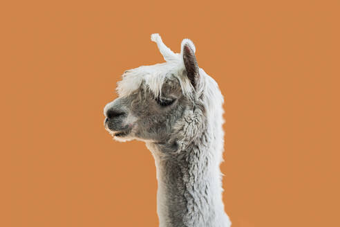 Side view of adorable white domestic alpaca standing against blurred brown background during daytime - ADSF47759
