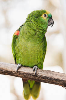 Full body of green parrots with yellow plumage resting in zoo during daytime - ADSF47761