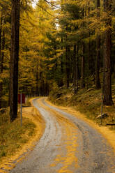 Empty pathway between tall green trees in misty forest in daytime in autumn - ADSF47769