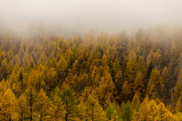 Spectacular scenery of green woodland with tall trees growing against foggy sky - ADSF47770