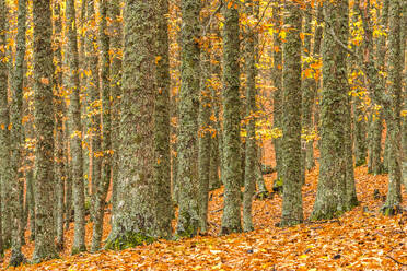 Amazing scenery of golden trees and foliage covering ground and roots in sunny autumn day - ADSF47790