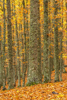 Amazing scenery of golden trees and foliage covering ground and roots in sunny autumn day - ADSF47791