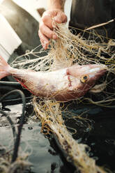 Cropped unrecognizable male standing and untangling fishing net on wet boat deck with hand to remove fish in daylight - ADSF47834