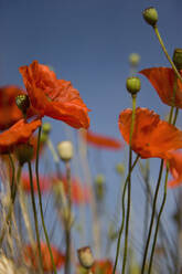 Red poppy flowers and buds - FSIF06553