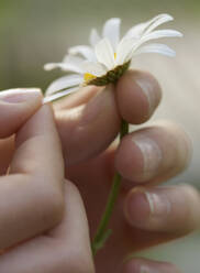 Close up of a girl hands plucking a petal from a daisy - FSIF06559