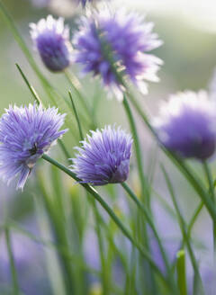 Close up of Chives in blossom - FSIF06561
