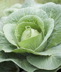 Close up of a savoy cabbage - FSIF06565