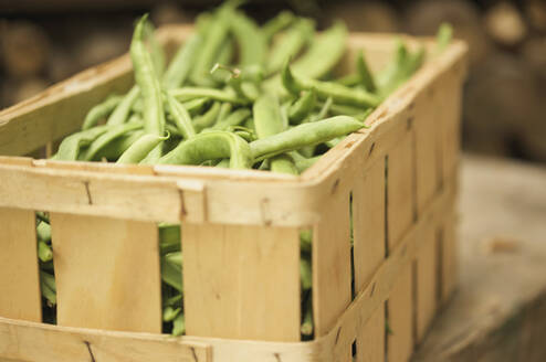 Close up of a wooden crate filled with broad beans - FSIF06566