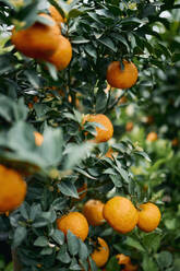 Close up vibrant oranges growing on tree branches in orchard - FSIF06608