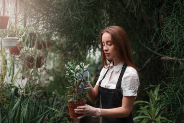 Young woman holding a pot with houseplant in hands. Greenhouse on background. - INGF12130