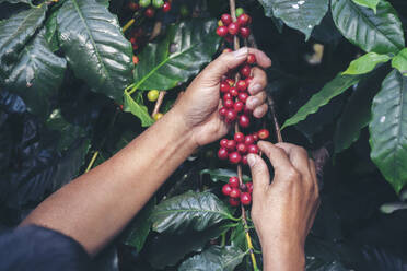 Man Hands harvest coffee bean ripe Red berries plant fresh seed coffee tree growth in green eco organic farm. Close up hands harvest red ripe coffee seed robusta arabica berry harvesting coffee farm - INGF12183