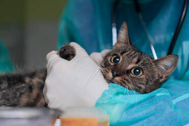 Veterinary clinic. Female surgeon or doctor at the animal hospital preparing cute sick cat for surgery, putting drops in cat eyes to protect during treatment.. Female surgeon or doctor at the animal hospital preparing cute sick cat for surgery, putting drops in cat eyes to protect during treatment. - INGF12308