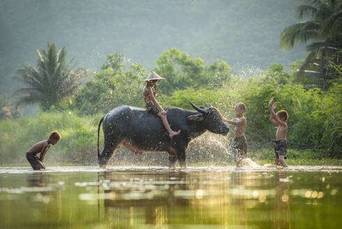 Asia children on river buffalo / The boys friend happy funny playing and shower animal buffalo water on river with palm tree tropical background in the countryside of living life kids farmer asian - INGF12634