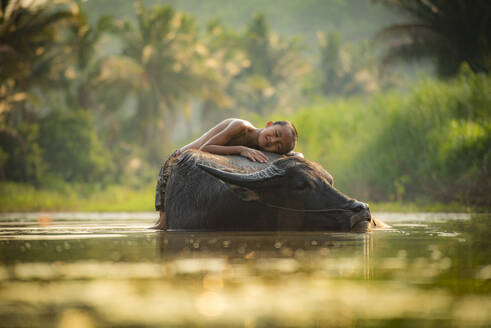 Asia child sleep on buffalo / The boy happy and smile give love animal buffalo water on river with palm tree tropical background in the countryside of living life kids farmer rural people - INGF12638