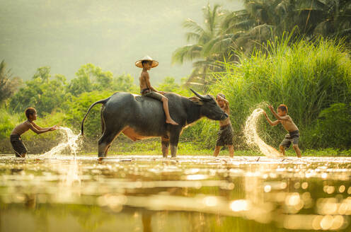 Asia children on river buffalo / The boys friend happy funny playing water and animal buffalo water on river with palm tree tropical background in the countryside of living life kids farmer asian - INGF12640