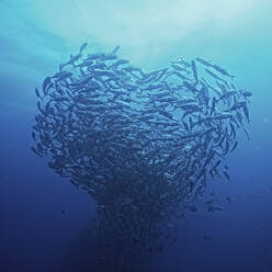 Flock of sea fish in the shape of a heart / love concept, planet ocean, fish in the sea - INGF12682