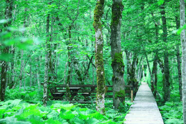 Farn Frühling Hintergrund / schöne Natur Wald Park Blätter, Design Hintergrund Farn Tapete - INGF12694