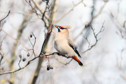 Waxwing on branches without leaves - INGF12695