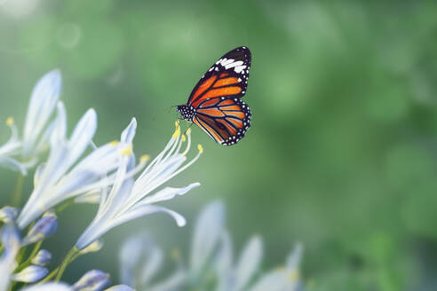 Beautiful butterfly in the wild - INGF12721