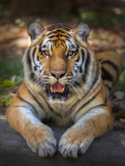 Tiger looking camera or big cat - INGF12722