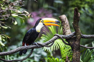 Fantastic toucan on a branch - INGF12726