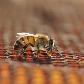 Honey bee working on a cell - INGF12727