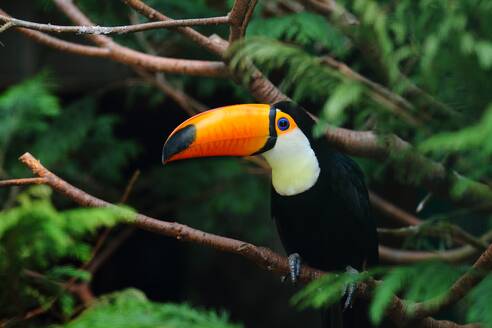 A selective focus shot of a toucan standing on a tree branch. Selective focus shot of a toucan standing on a tree branch - INGF12728