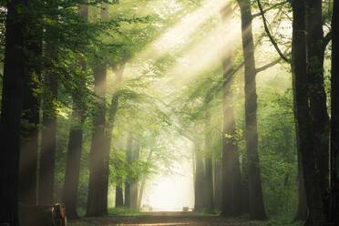 A pathway in the middle of the green leafed trees with the sun shining through the branches. Pathway in the middle of the green leafed trees with the sun shining through the branches - INGF12734