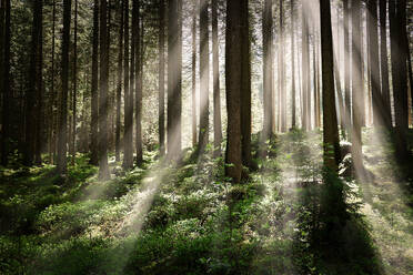 Sun shining through the trees of woods - INGF12759