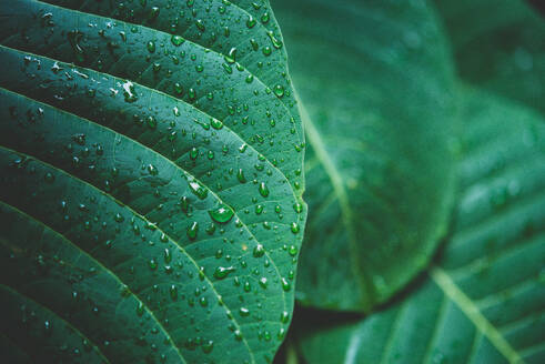 Rain water on a green leaf macro. Drops of dew in the morning glow in the sunrise - INGF12761