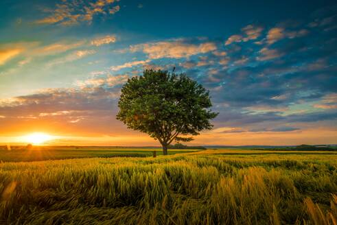 A wide angle shot of a single tree growing under a clouded sky during a sunset surrounded by grass. Wide angle shot of a single tree growing under a clouded sky during a sunset surrounded by grass - INGF12766