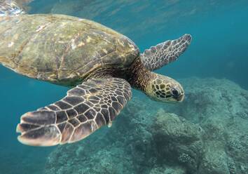 A beautiful closeup shot of a large turtle swimming underwater in the ocean. Beautiful closeup shot of a large turtle swimming underwater in the ocean - INGF12767