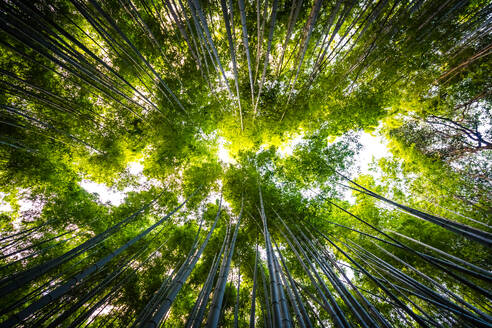 Beautiful landscape of bamboo grove in the forest at Arashiyama Kyoto Japan - INGF12768