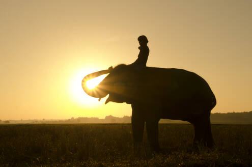 An elephant standing on a rice field in the morning. Elephant village in the north east of Thailand, beautiful relation between man and elephant. - INGF12784