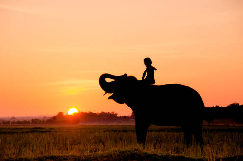 An elephant standing on a rice field in the morning. Elephant village in the north east of Thailand, beautiful relation between man and elephant. - INGF12785