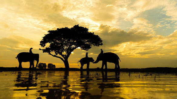 Silhouette Group of Elephant and Man Reflection on Water. - INGF12788