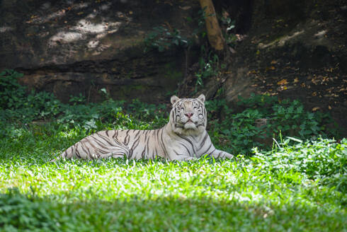 Weißer Tiger auf grünem Grasfeld liegend / Königstiger - INGF12791