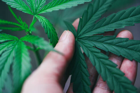 Cannabis leaves marijuana plant in hand / Hemp leaf for extract medical healthcare natural selective focus - INGF12792