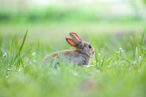 Cute rabbit sitting on green field spring meadow / Easter bunny hunt for festival on grass and flower outdoor nature background - INGF12795