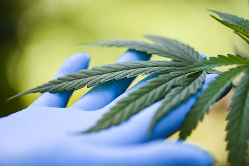 Hand touch Marijuana leaves cannabis plant tree growing on green background / Hemp leaf for extract medical healthcare natural selective focus - INGF12801