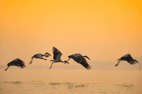 Anastomus oscitans large wading bird in the stork family / Asian openbill stork birds flying on the lake at sunset - INGF12804